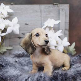 WILLOW - AKC Registered - Cream female Dachshund puppy in Graceville, Florida from Misty's 101 Doxies