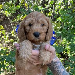 Aspen's Blue Female - Apricot female Goldendoodle puppy in Great Falls, Montana from Montana Goldendoodles