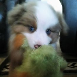 Miniature American Shepherd and Miniature Australian Shepherd Puppies from War Eagle Kennel