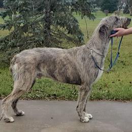 Irish Wolfhound Puppies from Stormborn Irish Wolfhounds