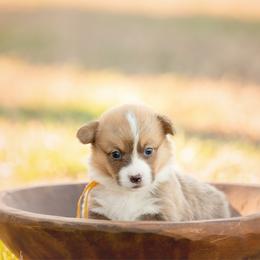 Yellow Collar - Honeybun - Red female Pembroke Welsh Corgi puppy in Waverly Hall, Georgia from 6g Ranch Corgis