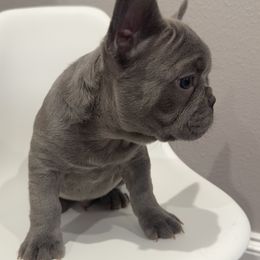 French Bulldog Puppies from Kim Ontiveros