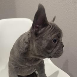French Bulldog Puppies from Kim Ontiveros