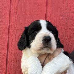 English Cocker Spaniel Puppies from Hawkeye Kennels