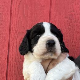 English Cocker Spaniel Puppies from Hawkeye Kennels