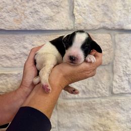 Clark - Black and white male Bernedoodle puppy in Yuba City, California from Ranch House Doodles