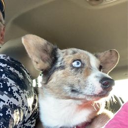 Piper - American Corgi