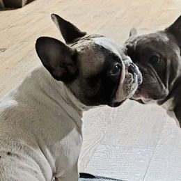 French Bulldogs from Brindle and Pied Family Frenchies