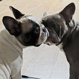 French Bulldogs from Brindle and Pied Family Frenchies