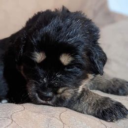 Tibetan Mastiffs from Obsidian Giant Tibetan Mastiffs