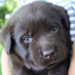 Calvin - Chocolate male Labrador Retriever puppy in Camden, Indiana from Prebleridge Acres