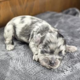 Silvvy - Merle female Shihpoo puppy in Delphos, Ohio from Route 66 Poodles & Doodles, Sapphire Shih-tzu's of Ohio