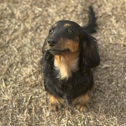 Indi - Dachshund