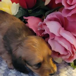 Dachshund Puppies from CLARK'S BREEDING PROGRAM