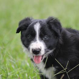 Cam - Black female Border Collie puppy in Tylertown, Mississippi from Cool Meadow Farms