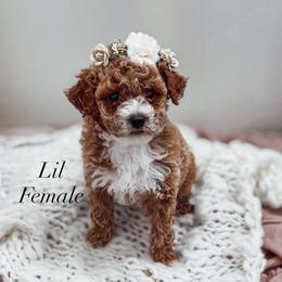 Lil - Red  female Poodle puppy in Portage, Utah from Pugsley Poodles