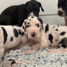 Boy 5 - Great Dane puppy from City Slicker Danes