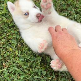 Girl 3 - Bronze - Sable and white female Siberian Husky puppy in Independence, Wisconsin from Hito's Huskies