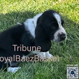 Tribune - Black and white male Basset Hound puppy in Sidney, Nebraska from Royal Baez Basset