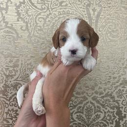 Blue Boy - Blenheim male Cavapoo puppy in Palo Cedro, California from Goosehill Doodles