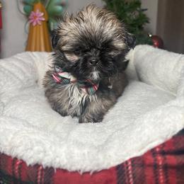 Shih Tzu Puppies from Spoiled ShihTzu LLC