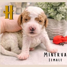 Minerva - Parti female Goldendoodle puppy in Hilton, New York from The House of Goldendoodle