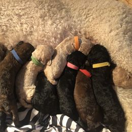 Dachshund and Poodle Puppies from Angela Besharse