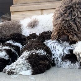 Lagotto Romagnolo Puppies from Anna’s Lagottos