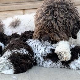 Lagotto Romagnolo Puppies from Anna’s Lagottos