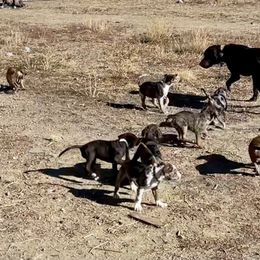 Catahoula Leopard Dog Puppies from Gunslinger Catahoulas