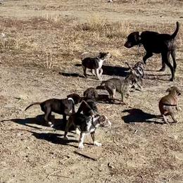Catahoula Leopard Dog Puppies from Gunslinger Catahoulas