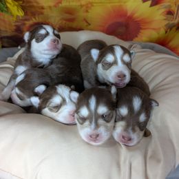 Auburn - Red and white male Pomsky puppy in Spring Hill, Florida from www.PuppyTimeEmporium.com
