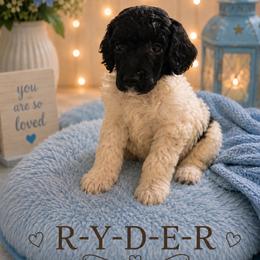 Ryder - Parti male Poodle puppy in Washington, Pennsylvania from Patriotic Poodles