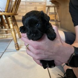 Girl 1 - Miniature Schnauzer puppy in St. George, Utah from Schnauzer Society