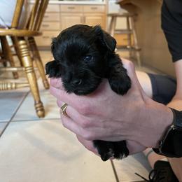 Girl 1 - Miniature Schnauzer puppy in St. George, Utah from Schnauzer Society