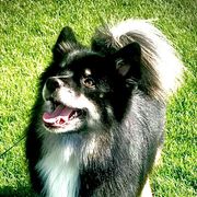 Kokie - Icelandic Sheepdog
