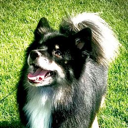 Kokie - Icelandic Sheepdog