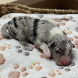 Boy 1 - Blue merle male Australian Shepherd puppy in Volant, Pennsylvania from Addie's Aussies