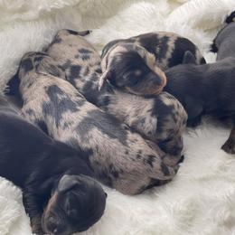 Dachshund Puppies from Hart Dachshunds