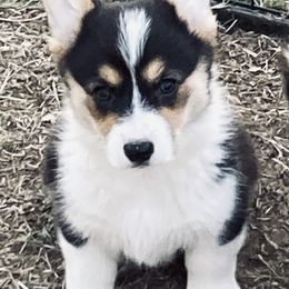 Girl 1 - Pembroke Welsh Corgi puppy in Stephenville, Texas from Boehm’s Pembroke corgis