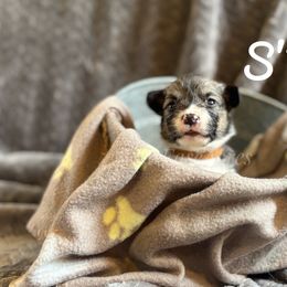 S'Mores - Sable female Pembroke Welsh Corgi puppy in Berne, New York from At Ease Acres