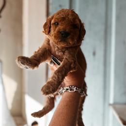 Stone - Apricot male Goldendoodle puppy in Shingle Springs, California from Kindred Oak Goldendoodles