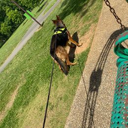 Phinny - German Shepherd