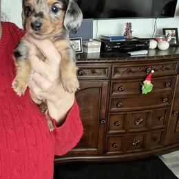 Dachshund Puppies from Dachshund Family Love Breeders