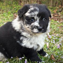 Jerry - Blue merle male Miniature Australian Shepherd puppy in Smithville, Arkansas from Cooper Creek Aussies