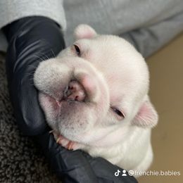 French Bulldog Puppies from Frenchie Babies