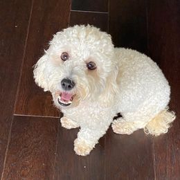 Poodles from Amour Poodles