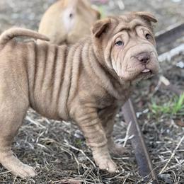 Metallica - Brown female Chinese Shar-Pei puppy in Lehigh Acres, Florida from Florida Wrinkles