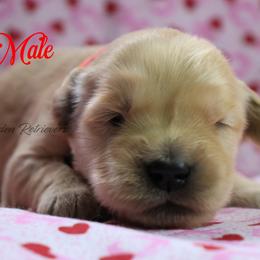 Red collar boy - Golden male Golden Retriever puppy in Otis Orchards, Washington from Sunlite Golden Retrievers
