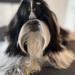 Shih Tzu Puppies from The Shih Tzu Life